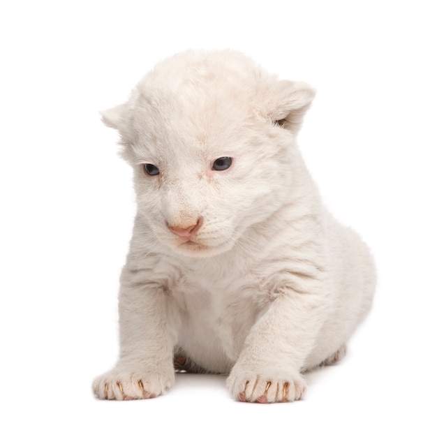 Lion Cub bianco su un bianco isolato