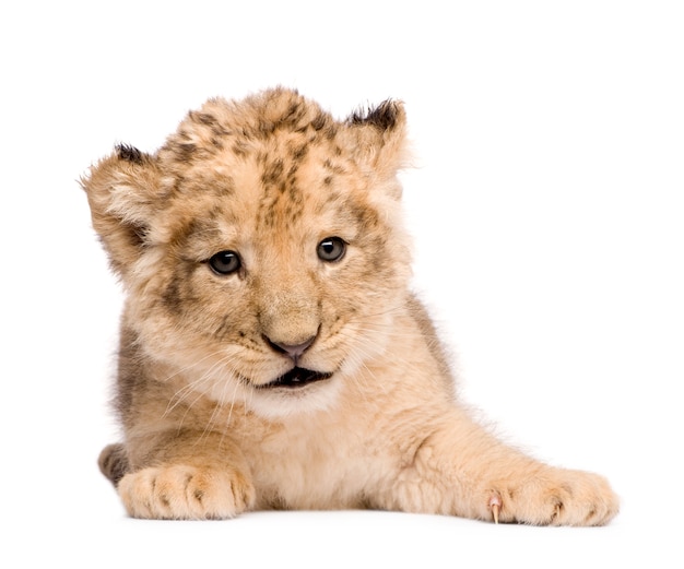 Lion Cub su un bianco isolato