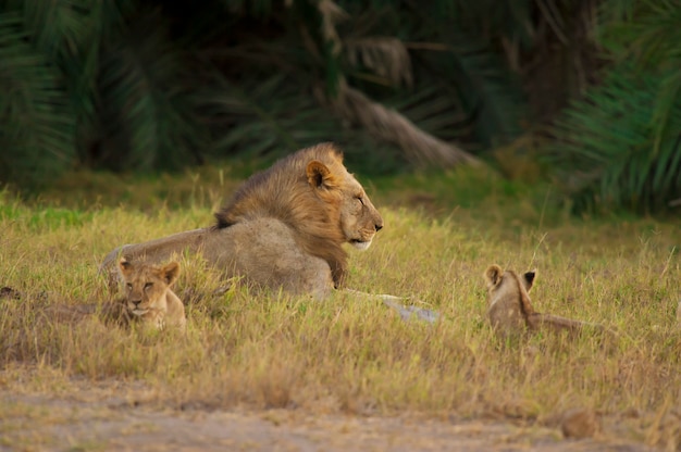 Lion e i suoi cuccioli nella savana