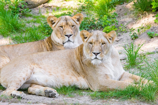 Lion King of the wildLeone forte e fiducioso nel parcoKing of the Jungle