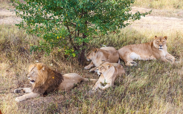 Lion orgoglio sotto un albero nella savana