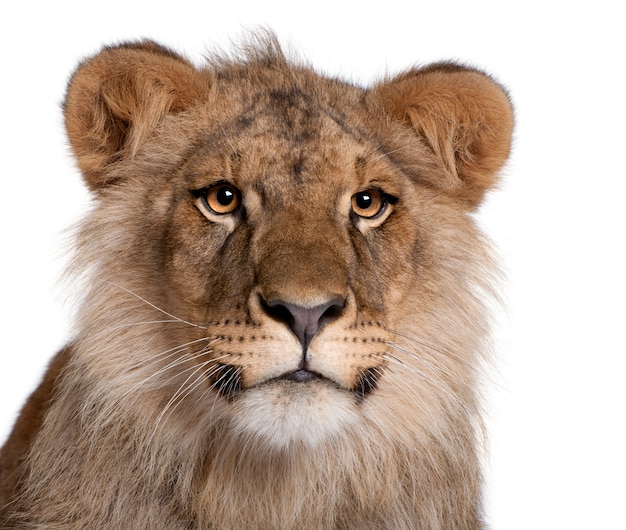 Lion, Panthera leo, isolato