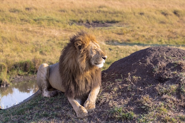 Lion sta riposando vicino all'acqua Africa Masai Mara Kenya