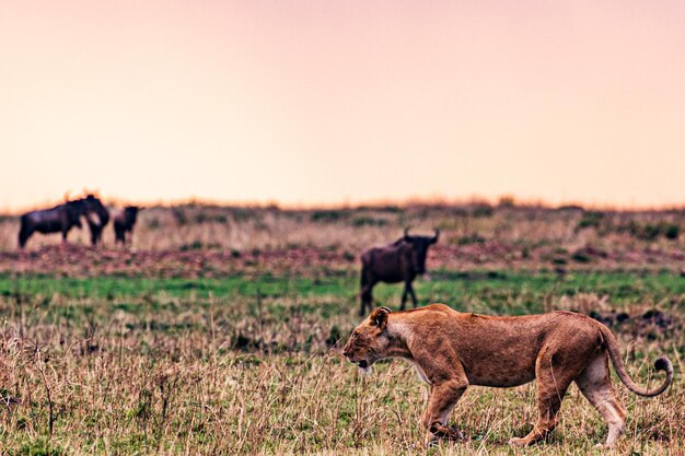 Lionessa Gatto selvatico Animali selvatici Savanna Grassland Wilderness Maasai Mara National Park Kenya