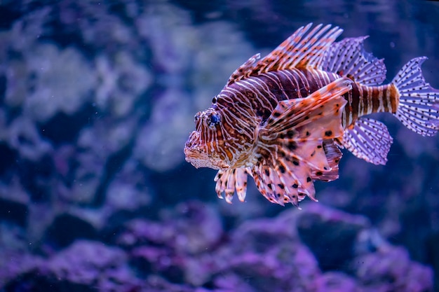 Lionfish nell&#39;acqua