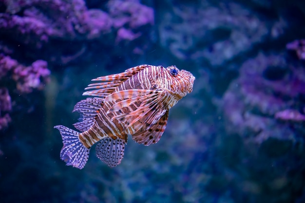 Lionfish nell&#39;acqua