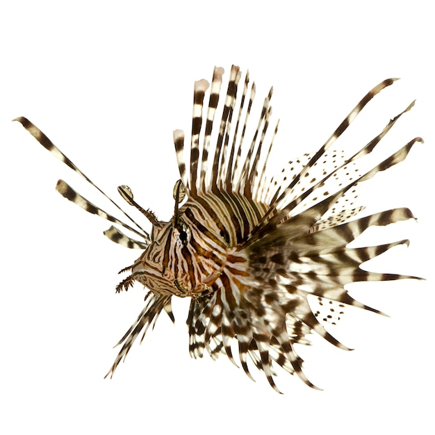 Lionfish rosso - Pterois volitans su bianco