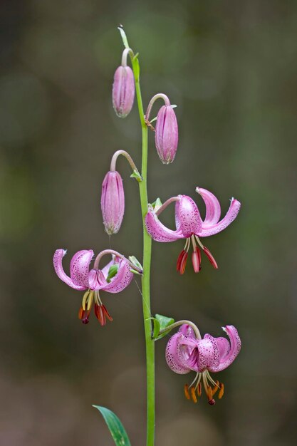 Lirio di Turk'scap