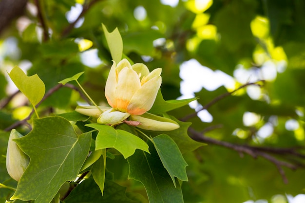 Liriodendron tulipifera bellissimo albero ornamentale in fiore fiori di colore giallo arancio