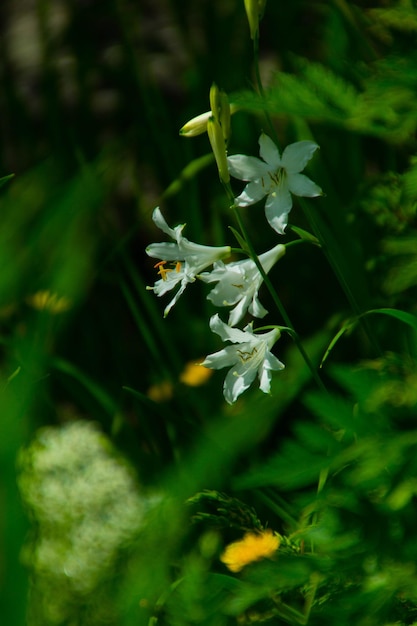 Lis blancchamonixhaute savoiefrance