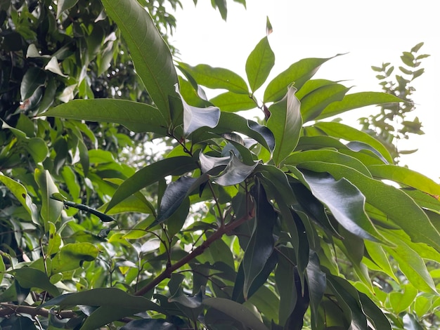 Litchi dal Bangladesh. È la zona più troica. Litchi freschi maturi nel ramo dell'albero.