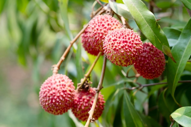 Litchi di Amphawa Litchi in giardino