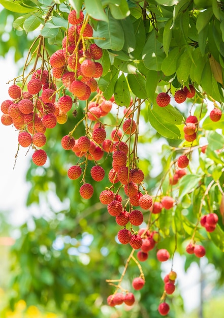 Litchi sull'alberoFrutti di litchi freschi