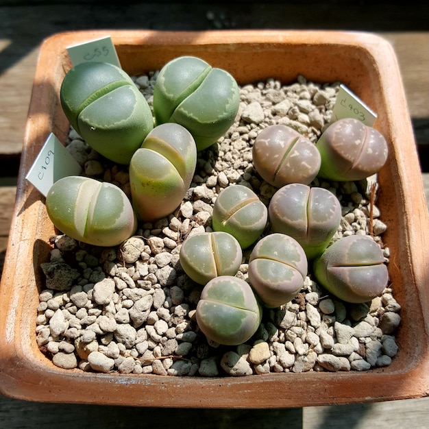 Lithops succulenta Lithops Olivacea