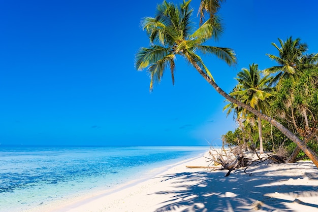 Litorale di un'isola tropicale delle Maldive e vista sull'Oceano Indiano