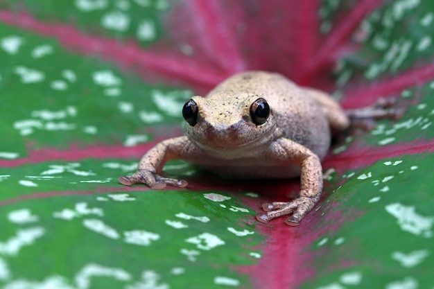 Litoria rosolia raganella tra le foglie verdi