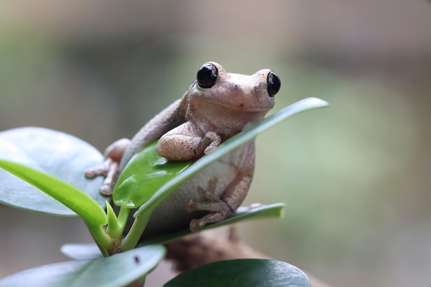 Litoria rosolia raganella tra le foglie verdi