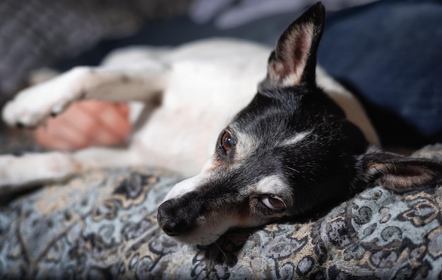 Little Dog Toy Fox Terrier rilassante sul letto a casa