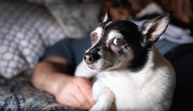 Little Dog Toy Fox Terrier rilassante sul letto a casa