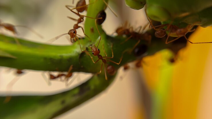 Little Red Fire Ant Feeds on the leaves of the noni fruit with selective focus Macro cover lots of fire ants or red ants on leaves with lighting