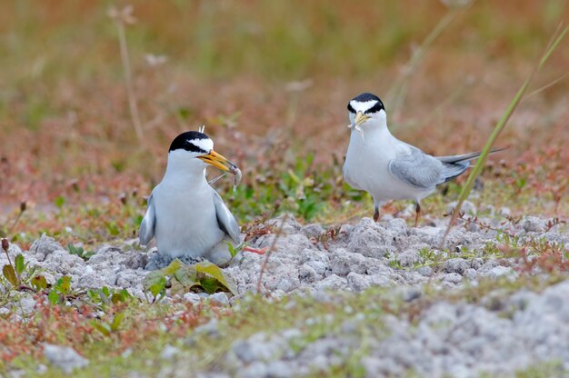 Little tern Sternula albifrons Due uccelli che si nutrono di pesce