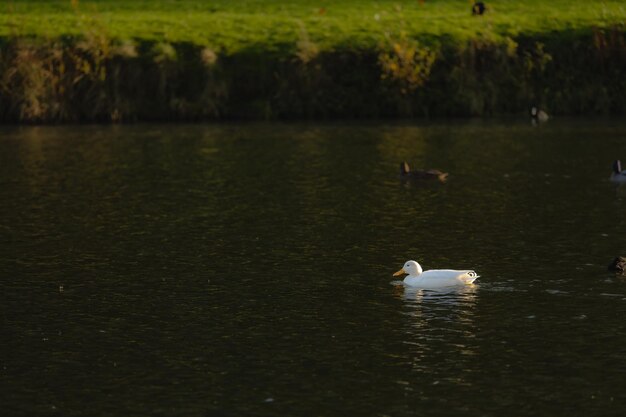 Little White Duck sta nuotando nel lago