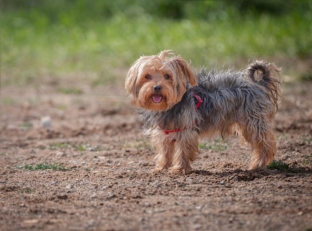 Little Yorkshire terrier guardando la telecamera in una giornata di sole