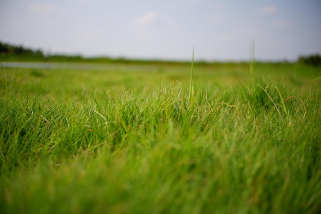 Livello della superficie del campo erboso rispetto al cielo