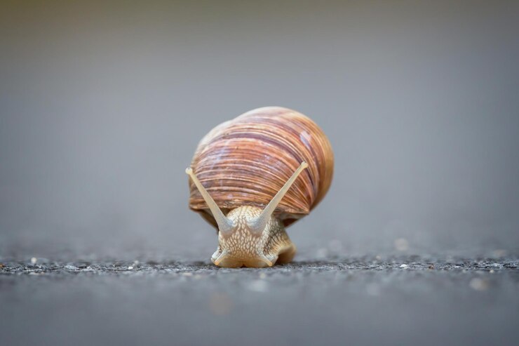 Foto livello di superficie della lumaca sul suolo