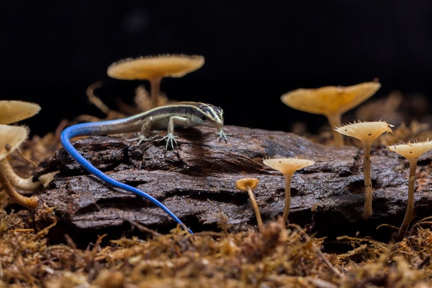 Lizard Emoia caeruleocauda Pacific bluetail skink