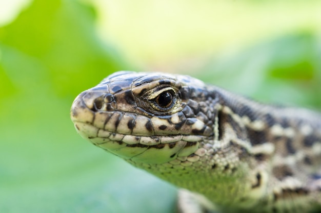 Lizard si siede su una foglia verde