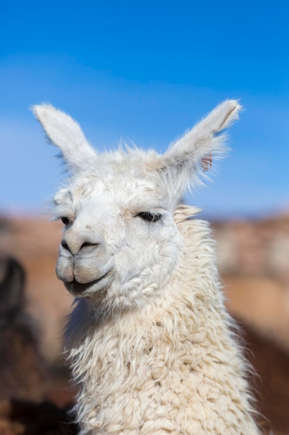 Llama contro un cielo blu chiaro in Bolivia