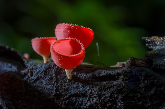 Lo champagne rosso dei funghi champagne è basato su rami con uno sfondo sfocato.