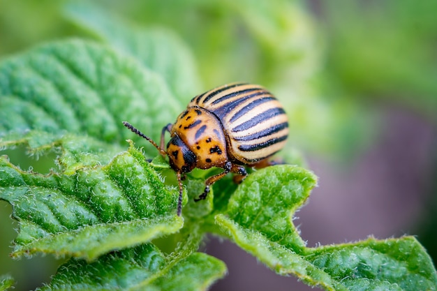 Lo scarabeo del Colorado mangia le foglie di patata.