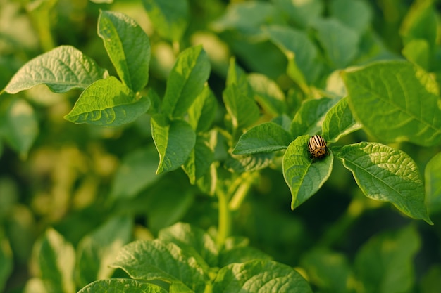 Lo scarabeo della patata del Colorado si siede su un cespuglio di patate e distrugge le foglie