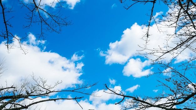 Lo scenario con rami secchi con cielo blu in autunno è lo sfondo.