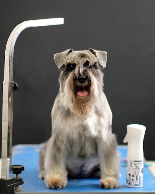 Lo schnauzer in miniatura si siede con una nuova pettinatura sul tavolo da toelettatura