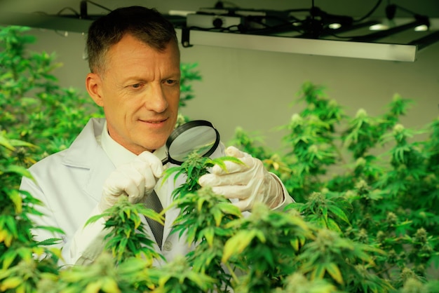 Lo scienziato ispeziona i germogli gratificanti sulla pianta di cannabis usando la lente d'ingrandimento