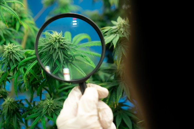 Lo scienziato ispeziona i germogli gratificanti sulla pianta di cannabis usando la lente d'ingrandimento