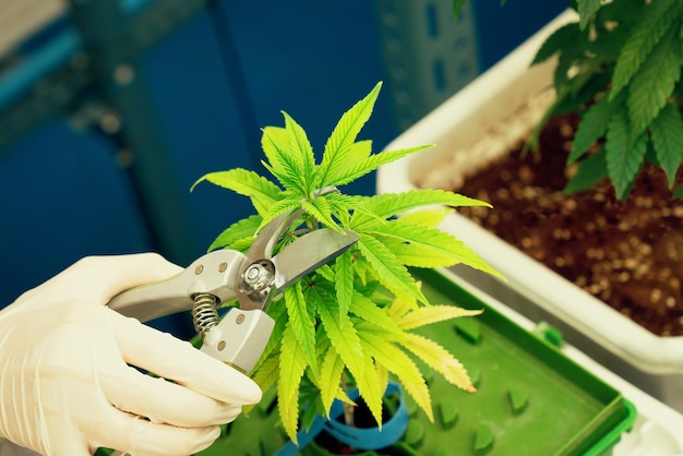 Lo scienziato rifinisce la foglia di pianta di cannabis gratificante con le cesoie per una buona qualità