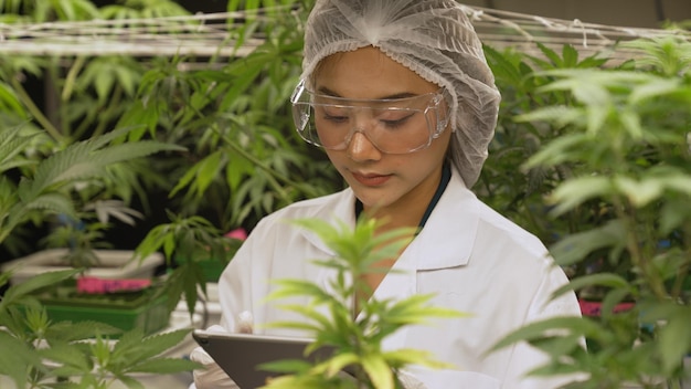 Lo scienziato testa il prodotto a base di cannabis in una fattoria curativa di cannabis indoor con attrezzature scientifiche prima della raccolta per produrre prodotti a base di cannabis