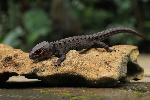 Lo scinco di coccodrillo dagli occhi rossi è una specie di scinco che a volte viene tenuto come animale domestico esotico