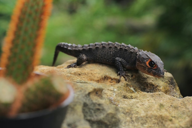 Lo scinco di coccodrillo dagli occhi rossi è una specie di scinco che a volte viene tenuto come animale domestico esotico