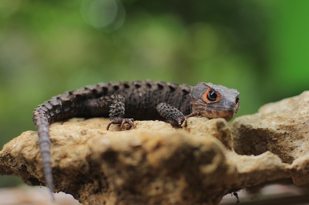 Lo scinco di coccodrillo dagli occhi rossi è una specie di scinco che a volte viene tenuto come animale domestico esotico