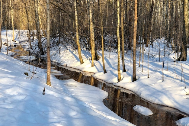 Lo scioglimento della neve ha formato un ruscello che scorre tra gli alberi nella foresta di inizio primavera