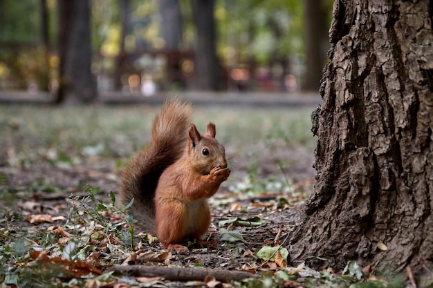 Lo scoiattolo cerca noci e mangia nella foresta a terra, coda soffice, autunno, foglie cadute