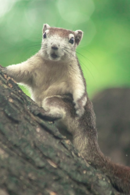 Lo scoiattolo di Finlayson si arrampica sugli alberi