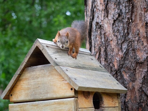 Lo scoiattolo divertente si siede su una casa, fauna selvatica