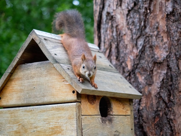 Lo scoiattolo divertente si siede su una casa, fauna selvatica