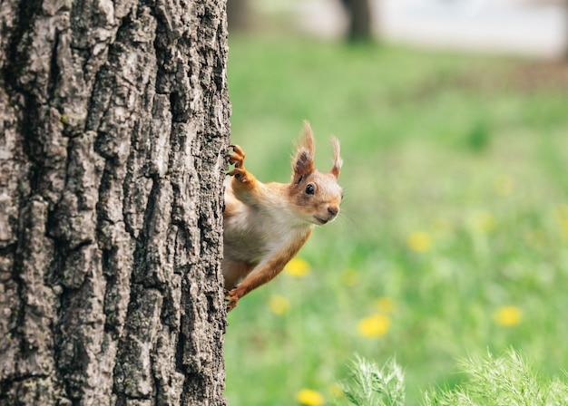 Lo scoiattolo fa capolino da dietro l'albero. Lo scoiattolo pende a testa in giù. Un animale nel parco.